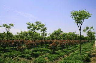 杭州蓝天园林生态科技股份有限公司 园林绿化苗木 园林景观设计 园林工程建设 城市园林绿化 风景园林设计 建筑景观 景观规划 园林研究教育